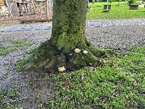 Pilzbefall: Buche im Stadtgarten muss gefällt werden